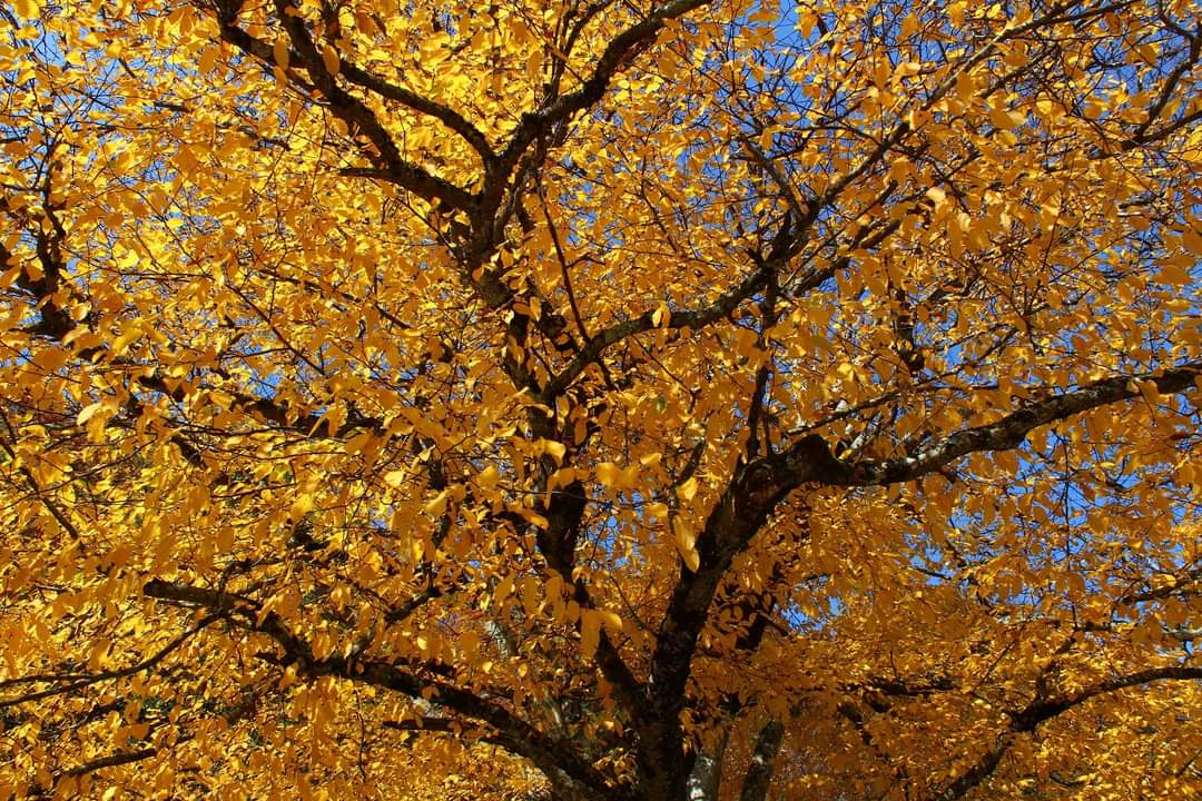 hikingisheaven's tweet photo. “I keep falling in love with October,
Over and over again!” ― Charmaine J. Forde

#hikingisheaven #October #autumn #autumnvibes🍁 #autumnvibes  #autumncolors #forest #forestphotography #nature #naturephotography #naturelovers #mountains #outdoors #thursday #myautumn #myoctober https://t.co/YpsNm9pkIq