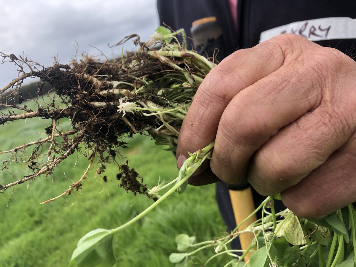 floyds63's tweet photo. Got to admire the pastures in the South West of WA , just add water, pastures grow, but no nods. #pasture #highrainfall #showusyournods https://t.co/RtciGlQgBB
