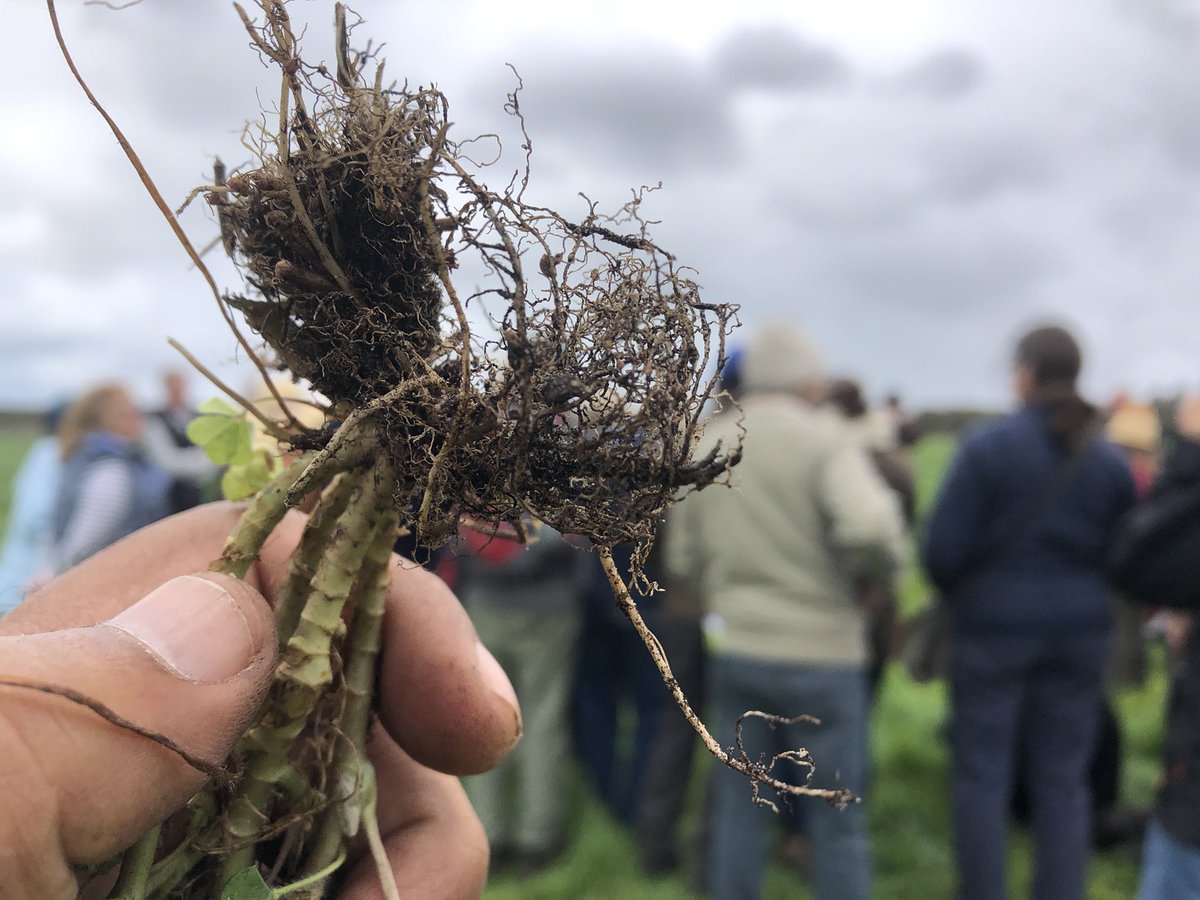 floyds63's tweet photo. Got to admire the pastures in the South West of WA , just add water, pastures grow, but no nods. #pasture #highrainfall #showusyournods https://t.co/RtciGlQgBB
