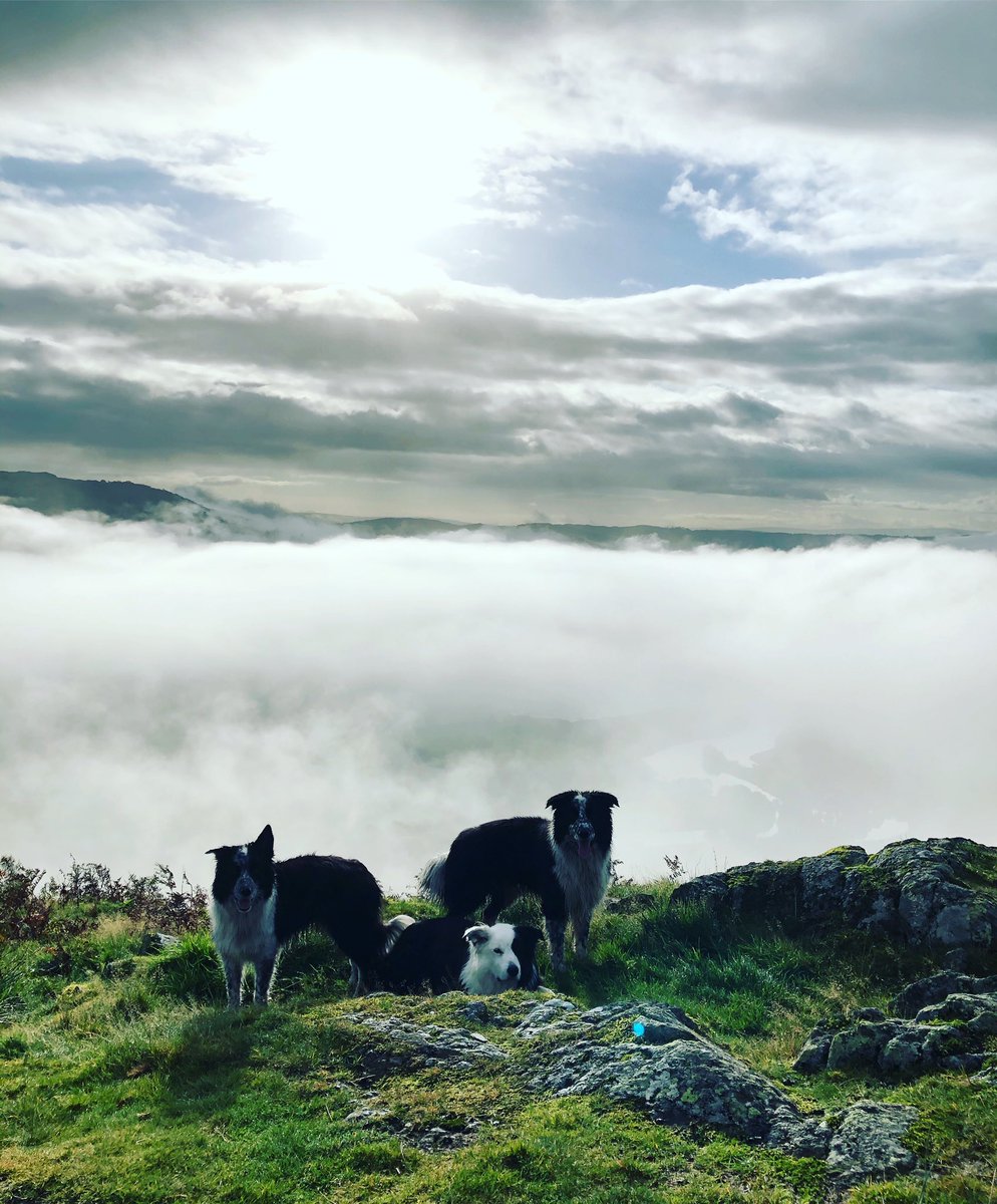 zakthecolliedog's tweet image. Amazing up here this morning. #cloudinversion