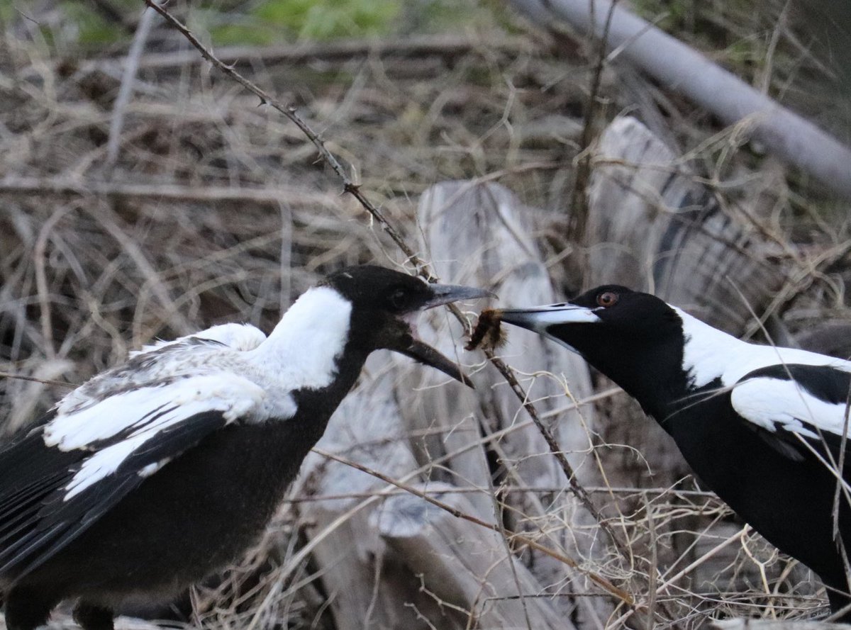 Feed me! 

#TwitterNatureCommunity #AustralianMagpie #OzBirds #AnsteyHill