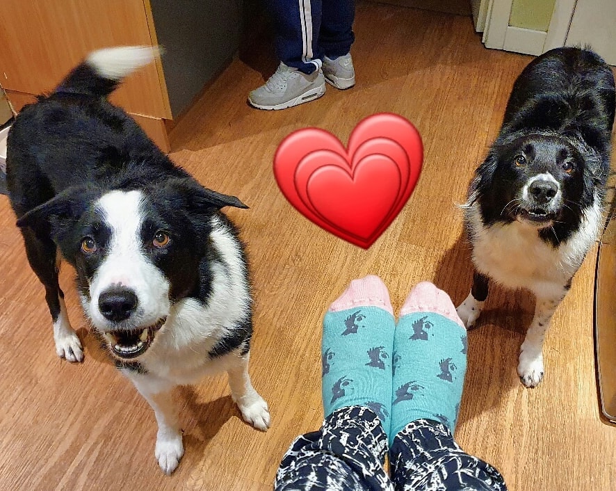 Mr Flash and Miss Darcy keeping their paws cosy with our Zak socks! Thanks for sharing Carena 🐾

#zakthecolliedog #coZaksafe #cherrydidikeswick #shoplocal #notjustlakes @BCTGB #lakesearchdogs 

#cantroamshopfromhome at cherrydidi.com 😊