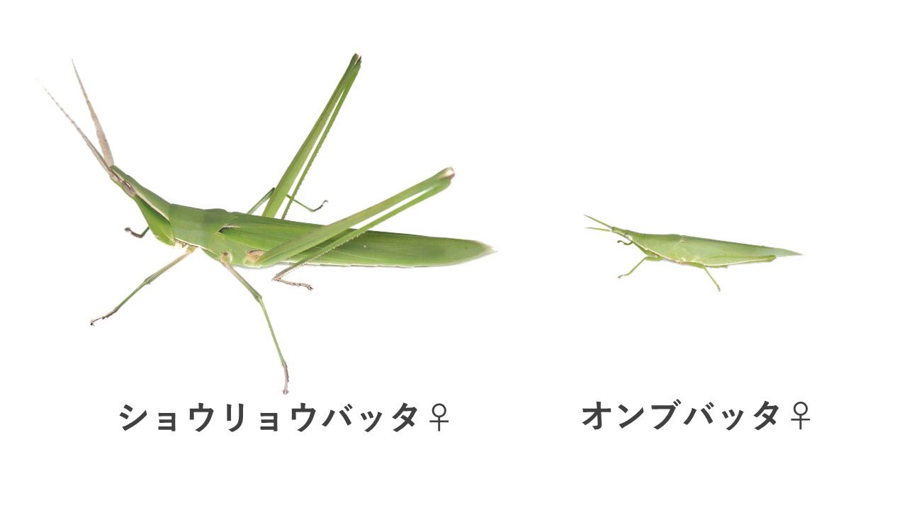 直翅類 Jp 公式 ショウリョウバッタとオンブバッタを二度と間違えなくなる画像を作りました きっと何となく形が同じだからという理由で混同が起きているのだと思いますが 嫌でも目につく違いがあるのが分かるでしょうか 直翅類 Jp 公式 ショウリョウバッタとオンブバッタを二度と間違えなくなる画像を作りました きっと何となく形が同じだからという理由で混同が起きているのだと思いますが 嫌でも目につく違いがあるのが分かるでしょうか