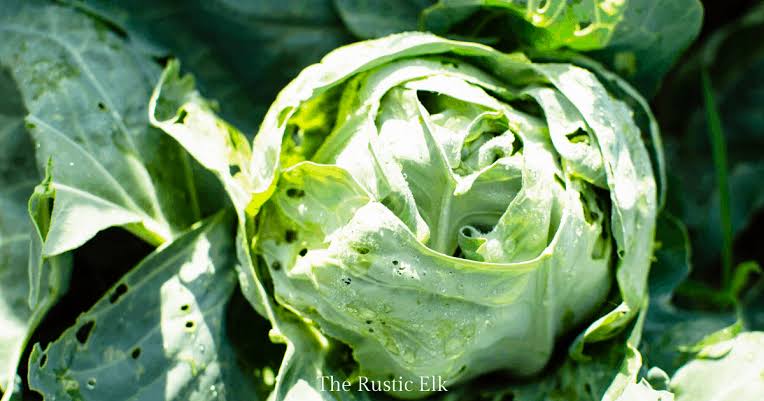 KenfoGroup's tweet photo. Cabbage

HOW TO IDENTIFY 
CUTWORMS
Larger worms (about ½ inch or longer), cut small plants and may pull parts into their burrow
Symptoms are cut off leaves
or cut plants
#COVID19 #The100 #AgriesMelisses @KenfoGroup https://t.co/GovfdrHaGP
