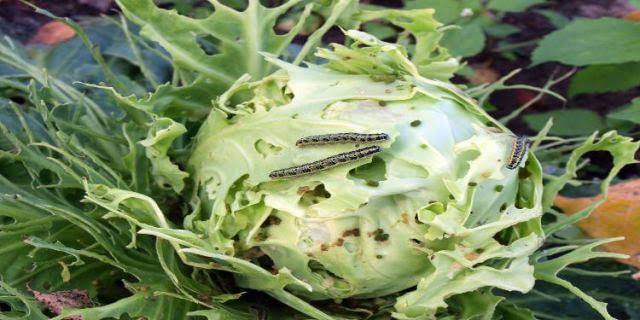 Cabbage

HOW TO IDENTIFY 
CUTWORMS
Larger worms (about ½ inch or longer), cut small plants and may pull parts into their burrow
Symptoms are cut off leaves
or cut plants
#COVID19 #The100 #AgriesMelisses <a href="/KenfoGroup/">Kenfo Group</a>