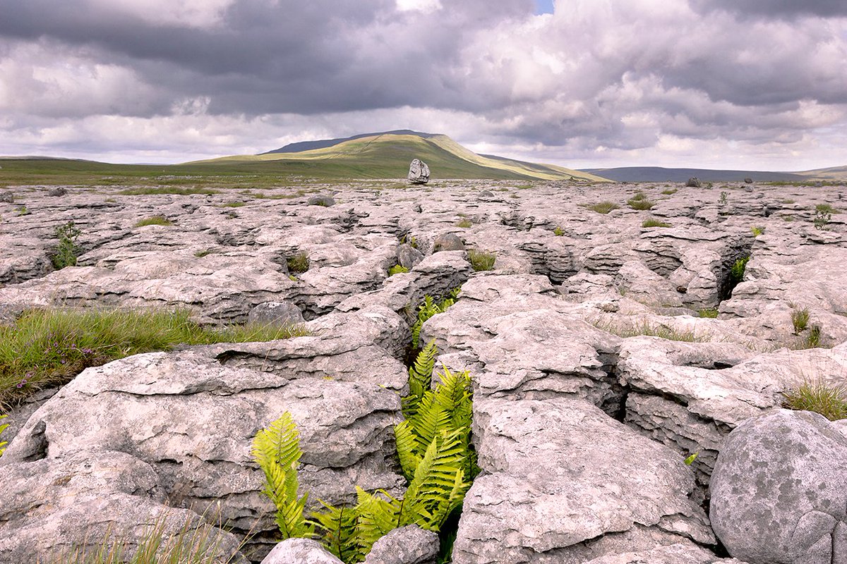 yorkshire_dales's tweet photo. Morning, welcome to Thursday. 

We've been sharing images of our stunning limestone pavements in recent days. 

This is Twistleton Scar on the slopes of Whernside above Ingleton

#YorkshireDales #TwistletonScar #ThursdayMotivation 

📸 Wendy McDonnell https://t.co/fi3Pijjq3D