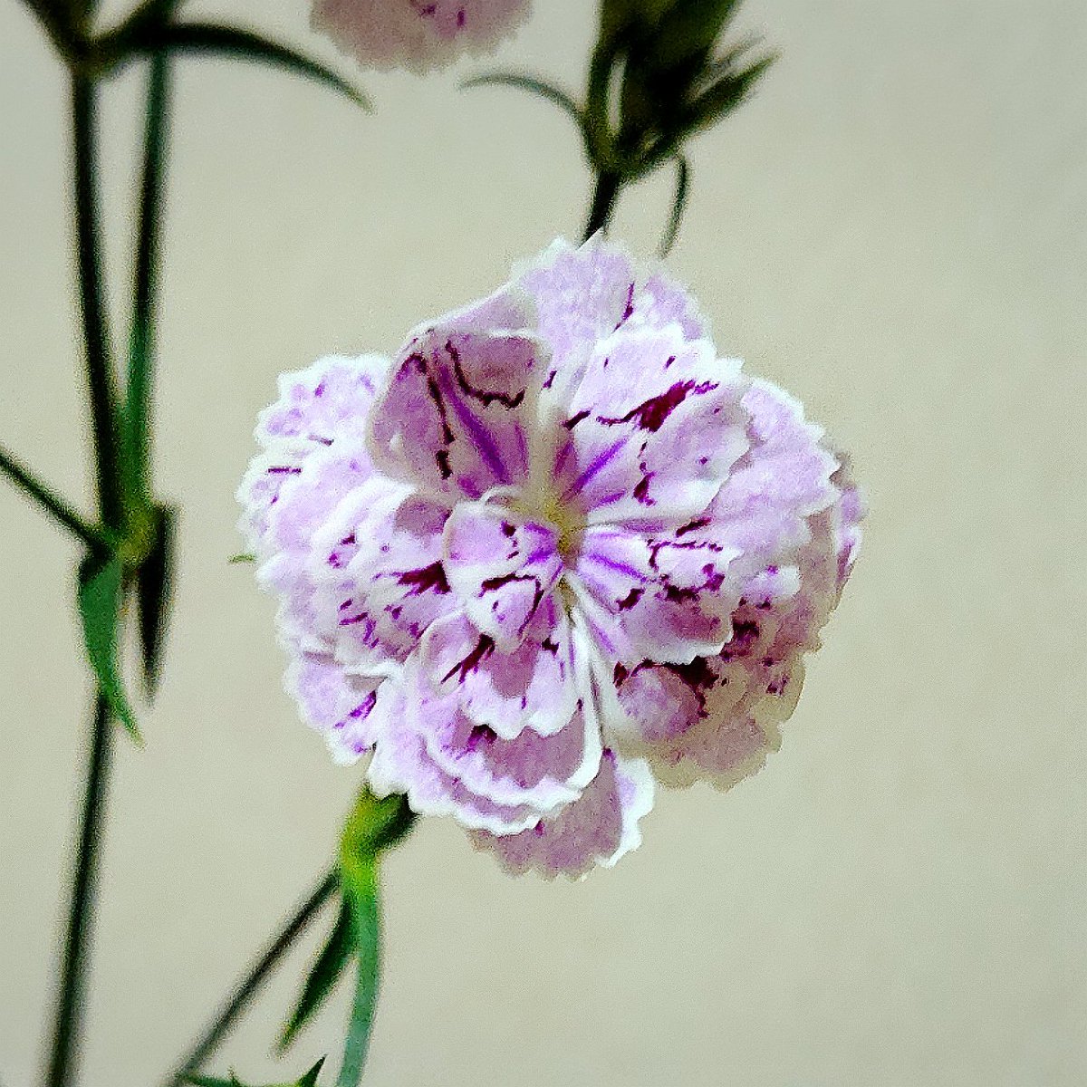 Makimaki 私の愛 私のぴえむ 0715 Day 65 手毬草 キウイメロウ 花言葉 純粋な愛 才能 思慕 日比谷花壇 イイハナプラン イイハナ ハナノヒ 日々の花 花のある暮らし 手毬草 テマリソウ Greentruffe Greentrick T Co Eyddspy303 Makimaki 私の愛 私のぴえむ 0715 Day 65 手毬草 キウイメロウ 花言葉 純粋な愛 才能 思慕 日比谷花壇 イイハナプラン イイハナ ハナノヒ 日々の花 花のある暮らし 手毬草 テマリソウ Greentruffe Greentrick T Co Eyddspy303