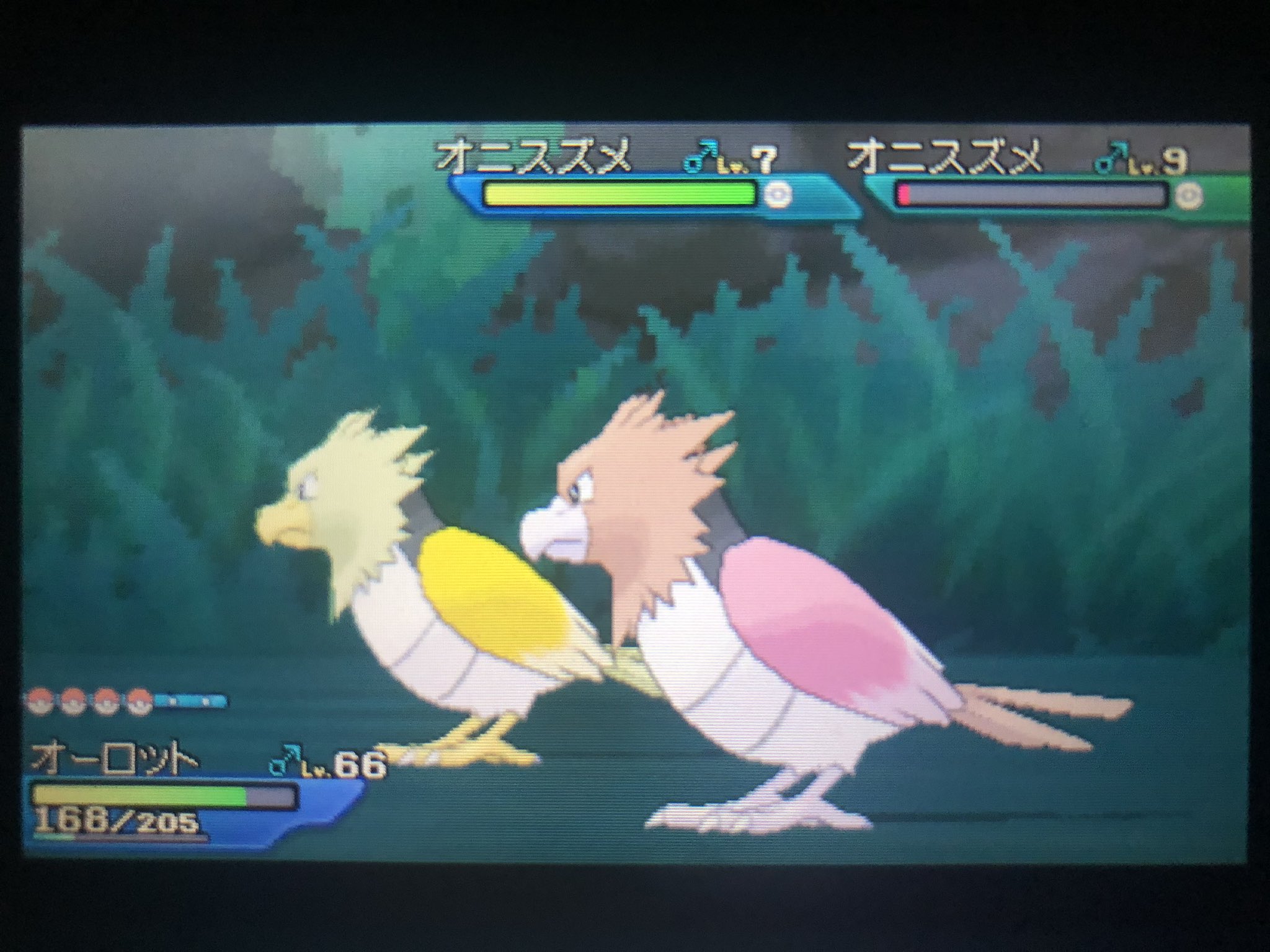 タスマニア 色厳選 色違いオニスズメ捕まえました 色違い Usum T Co Ucz5rffay6 Twitter