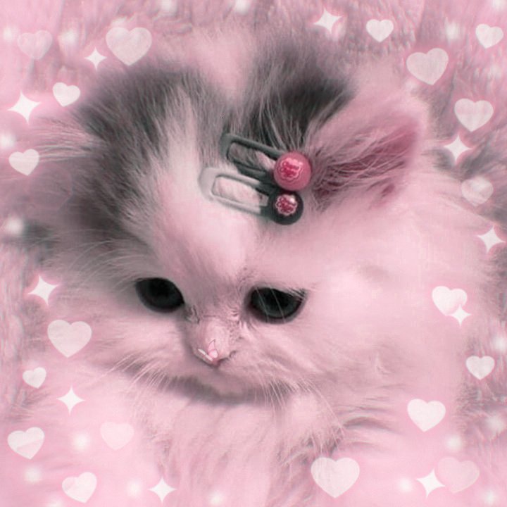 SANWIOF4IRY's tweet photo. meow, meow. !! 💗🐈 https://t.co/Yk5ipPNoBk