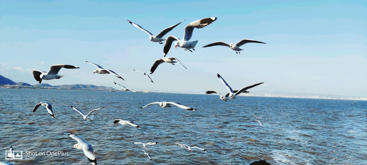 SrdPuri's tweet photo. @OnePlus_USA #Findyourmotion #Seagull #SOOP #shotononeplus #Oneplus7T https://t.co/qfMXMJMuaE
