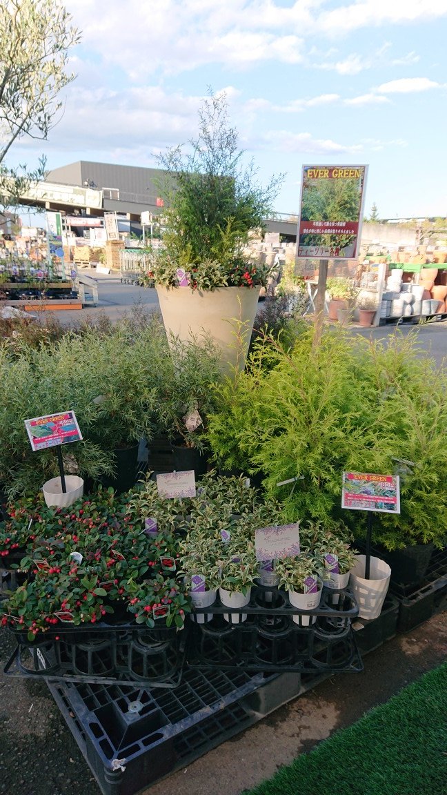 オーストラリアンプランツ