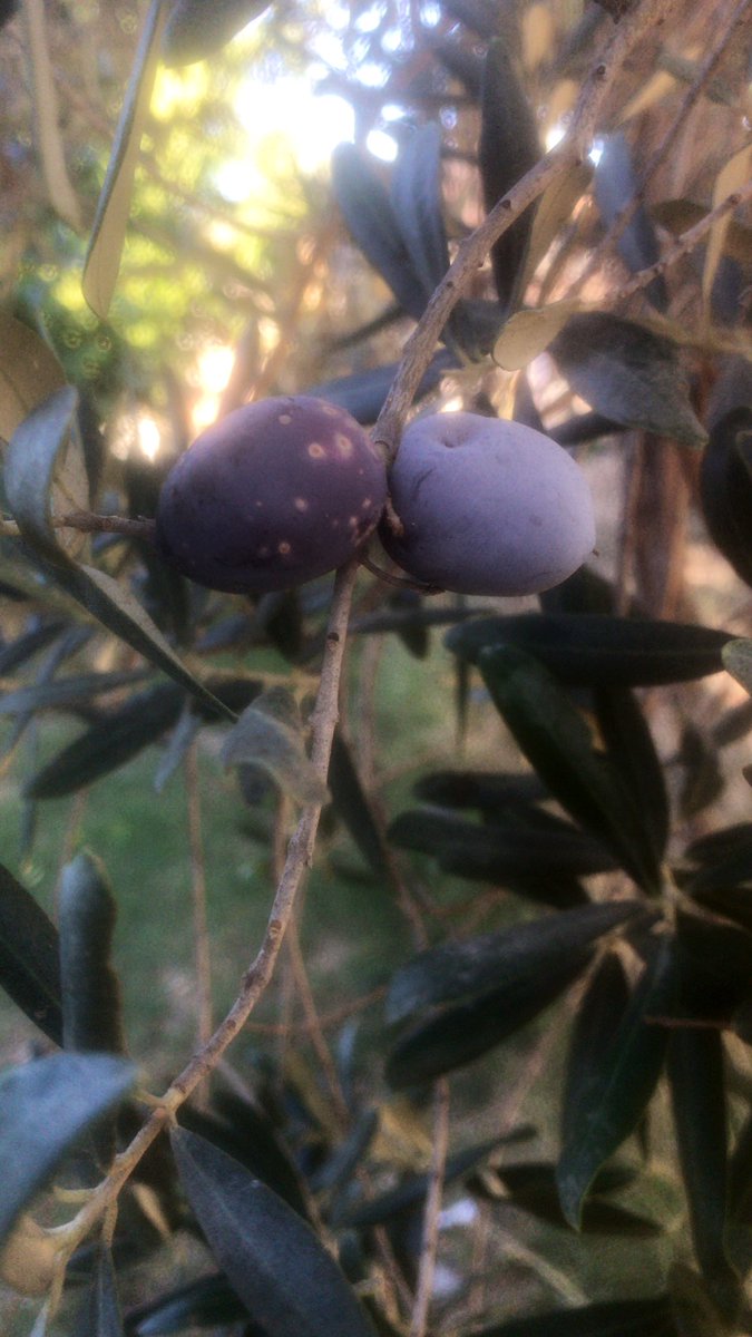 Valiedhiel🦄 tweet media