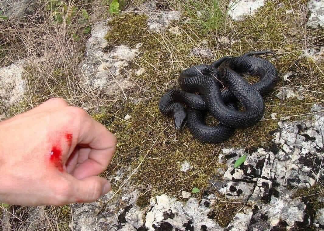 A man saw a snake being burned to death and decided to take it out of the fire. When he did, the snake bit him causing excruciating pain. The man dropped the snake, and the reptile fell right back into the fire. So, the man looked around and found a metal pole and used it to...