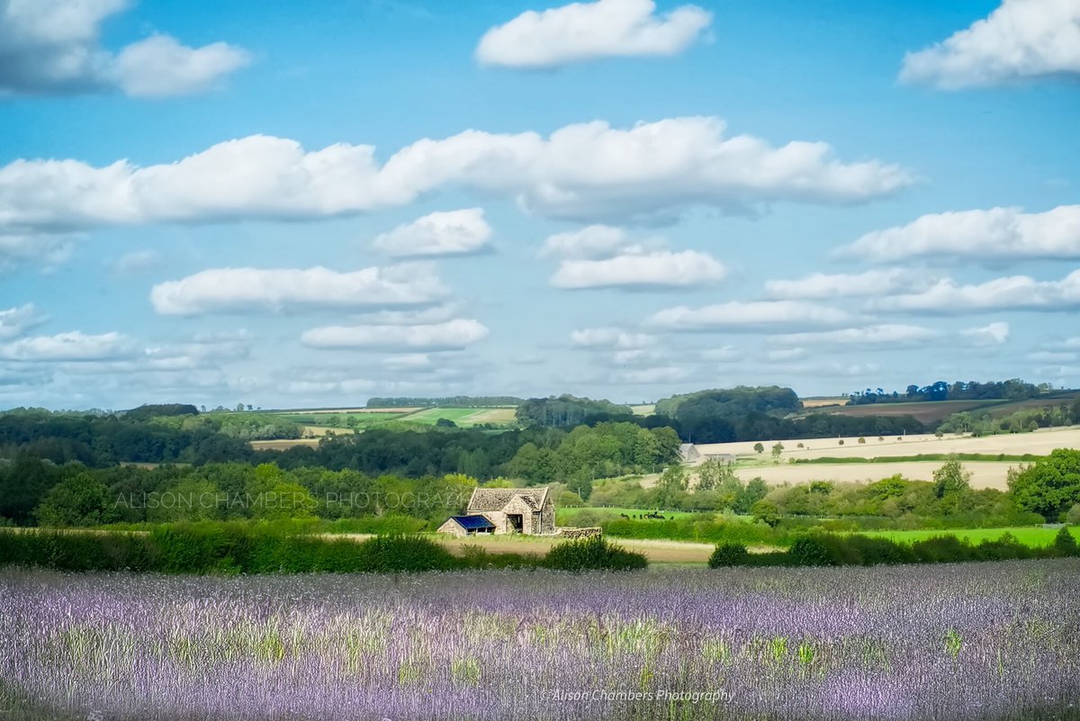 AlisonC24426188's tweet image. Windrush Valley©️. An old Cotswold stone barn sits peacefully in front of a lavender field in the Windrush Valley. shop.photo4me.com/872006 &amp;amp; fineartamerica.com/featured/windr… &amp;amp; alisonchambers2.redbubble.com &amp;amp; alisonchambers.picfair.com #photoforme #fineartamerica #redbubble #picfair #cotswolds