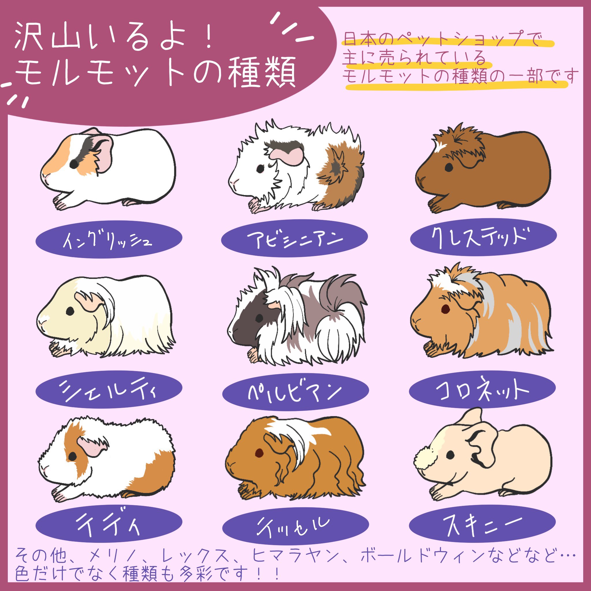 Licht 小野りひと モルモットイラストレーター בטוויטר モルモットの種類を描いてみましたよ みんな違って みんな可愛い モルモット モルモットイラスト ペットイラスト Guineapig Cavy