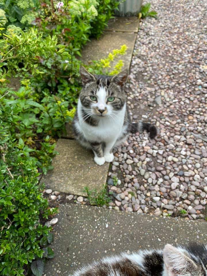 ShropsCatRescue's tweet photo. #ThursdayThoughts ~ wonder what they will all be up to today 🤔 #villagelife #secretlifeofcats Morris looking to be having a conversation 😹, Titch relaxing, Sushi stretching and Nerina (our feral) coming for some food. They are all different but so lovable 💕🐾 @ButtonburyCraft https://t.co/uum9PKqq4l