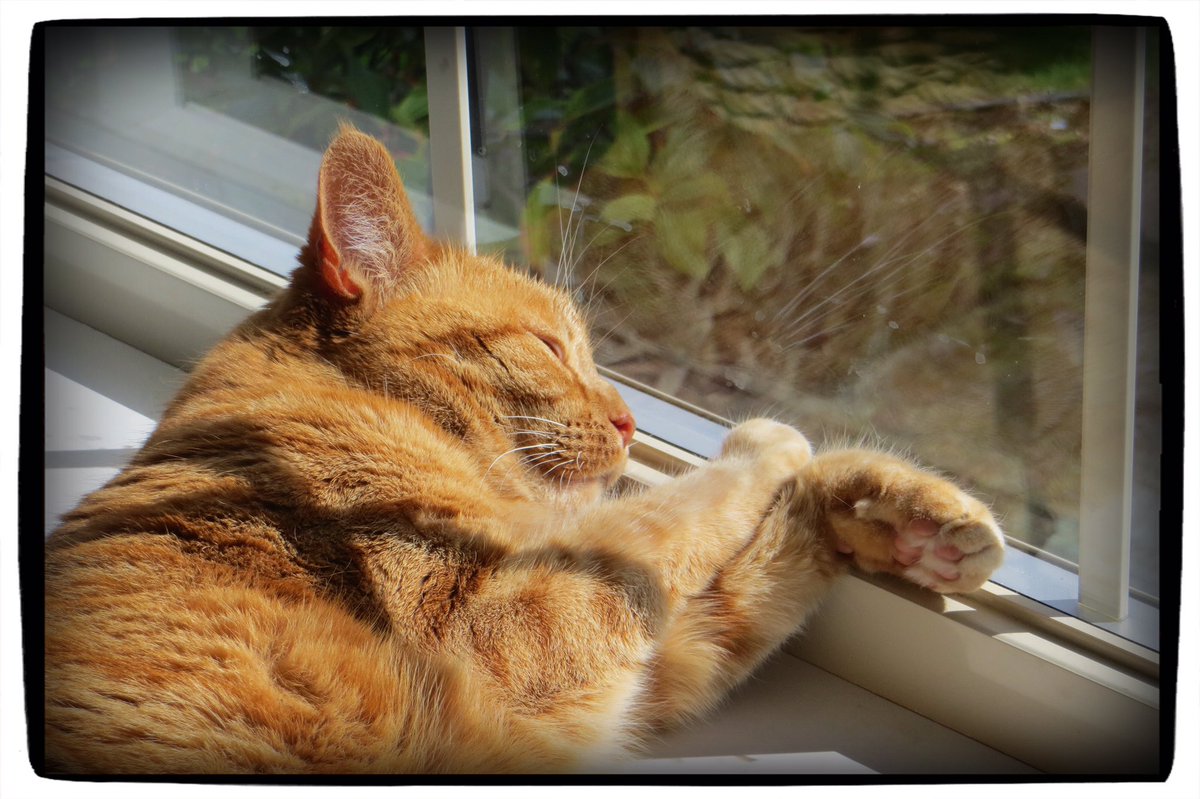 montymiff's tweet photo. You can see in the reflection in the window that #PrincessPenny has one eye open, juuust a crack, so she can keep an eye on the hummingbird action. #CatsOfTwitter #toebean https://t.co/nOCdeEXl4p