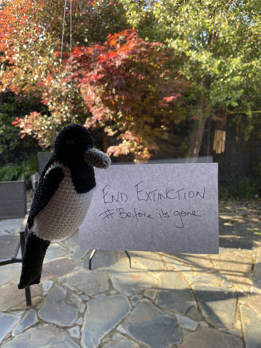 My #LiteraryCritters is a magpie (first ever crochet bird, thanks to encouragement from <a href="/angsavage/">Angela Savage</a> &amp; pattern by Maranis) is standing with <a href="/AusConservation/">Australian Conservation Foundation</a> in a #PlushieProtest for stronger environmental &amp; wildlife protection laws 
<a href="/ScottMorrisonMP/">Not ScoMo</a> &amp; <a href="/sussanley/">Sussan Ley</a> #beforeitsgone