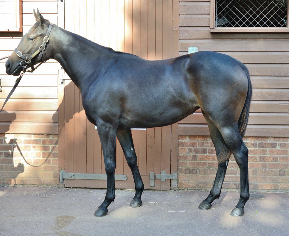 Ben Haslam (@benhaslamracing) on Twitter photo Delighted with this smart looking filly from <a href="/peternolanblds/">PeterNolanEquineLtd</a> @tatts_ireland by <a href="/StudElwick/">Elwick Stud</a> Mondialiste. Her dam Novita was Group 3 placed and has bred 3 winners from 4 runners Delighted with this smart looking filly from <a href="/peternolanblds/">PeterNolanEquineLtd</a> @tatts_ireland by <a href="/StudElwick/">Elwick Stud</a> Mondialiste. Her dam Novita was Group 3 placed and has bred 3 winners from 4 runners