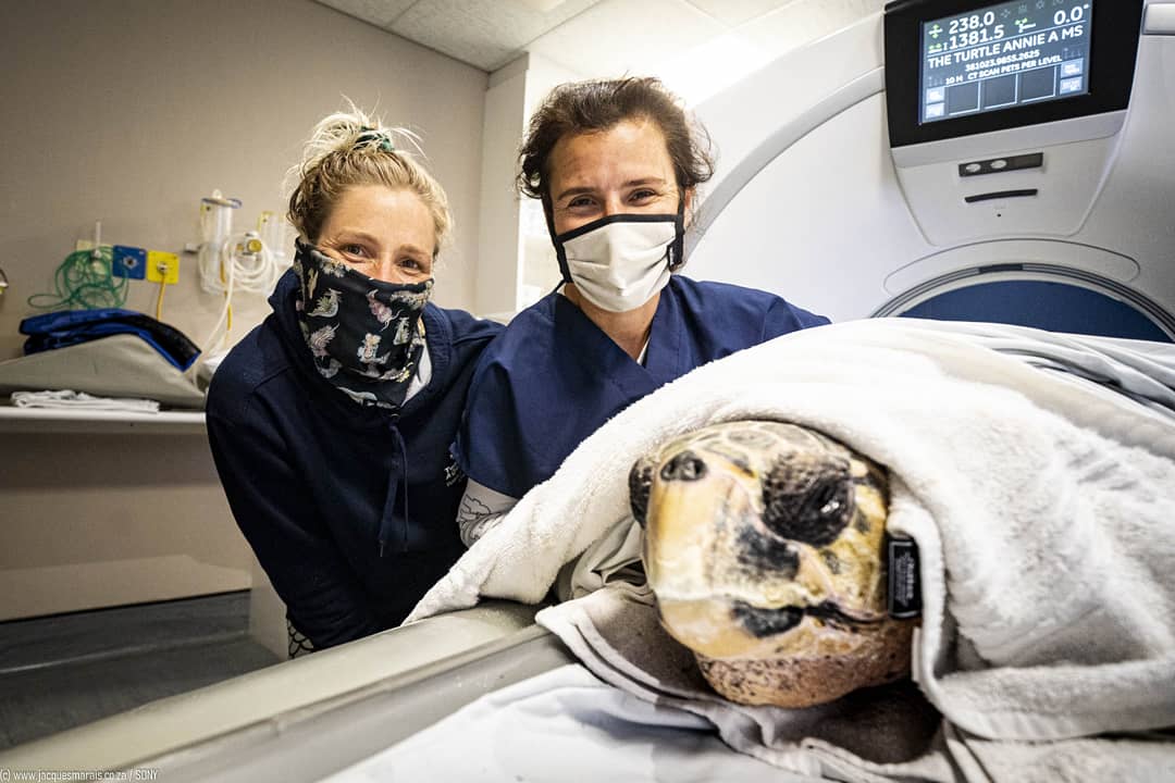 JacqMaraisPhoto's tweet photo. The @isuzusa #isuzuMUX played #TurtleTaxi 4 @2OceansAquarium #aquariumfoundation, taking Annie the Turtle to #HumanHospital for a #CTscan. All looks good for her #BigBlue return late #2020 ππ’π
@OurOcean @VandAWaterfront @SANCCOB @FOURPAWSSA
#AnnieGoesHome #MarineConservation https://t.co/rmau1R6HUb