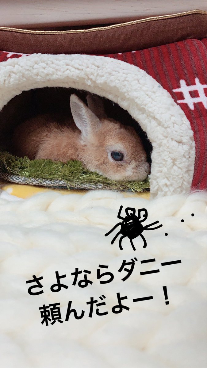 モキュ様のおかん うさぎしんぼる展 先日 ツメダニ被害が発覚した モキュ氏11歳 病院にて 駆虫薬をしてもらいましたが おうちのマット類の洗濯と ダニ取りシートをセットしてみました さよならダニー ダニダニバイバイダニー Sayonara Danny モキュ様のおかん うさぎしんぼる展 先日 ツメダニ被害が発覚した モキュ氏11歳 病院にて 駆虫薬をしてもらいましたが おうちのマット類の洗濯と ダニ取りシートをセットしてみました さよならダニー ダニダニバイバイダニー Sayonara Danny