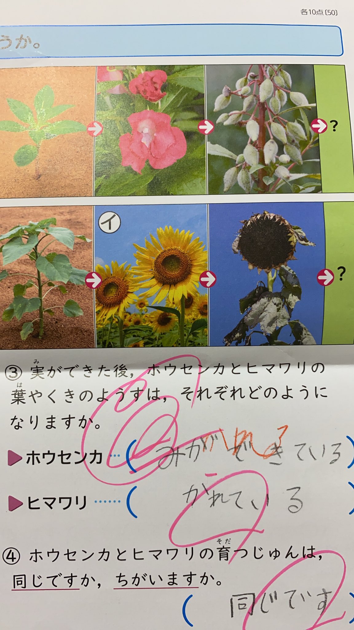 たカヤん ホウセンカは実ができた後に実ができるんかい 理科 テスト 3年生 T Co Hrcn8eqboi Twitter