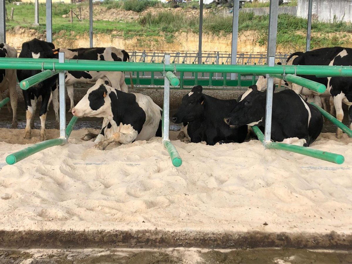 CowWelfare's tweet photo. We have received these wonderful pictures from a new barn in Spain. The cows moved in 1 week ago. Notice how calm and peaceful they are lying already! #cowwelfare #flexstall #flexfeed https://t.co/50DyuvprNy
