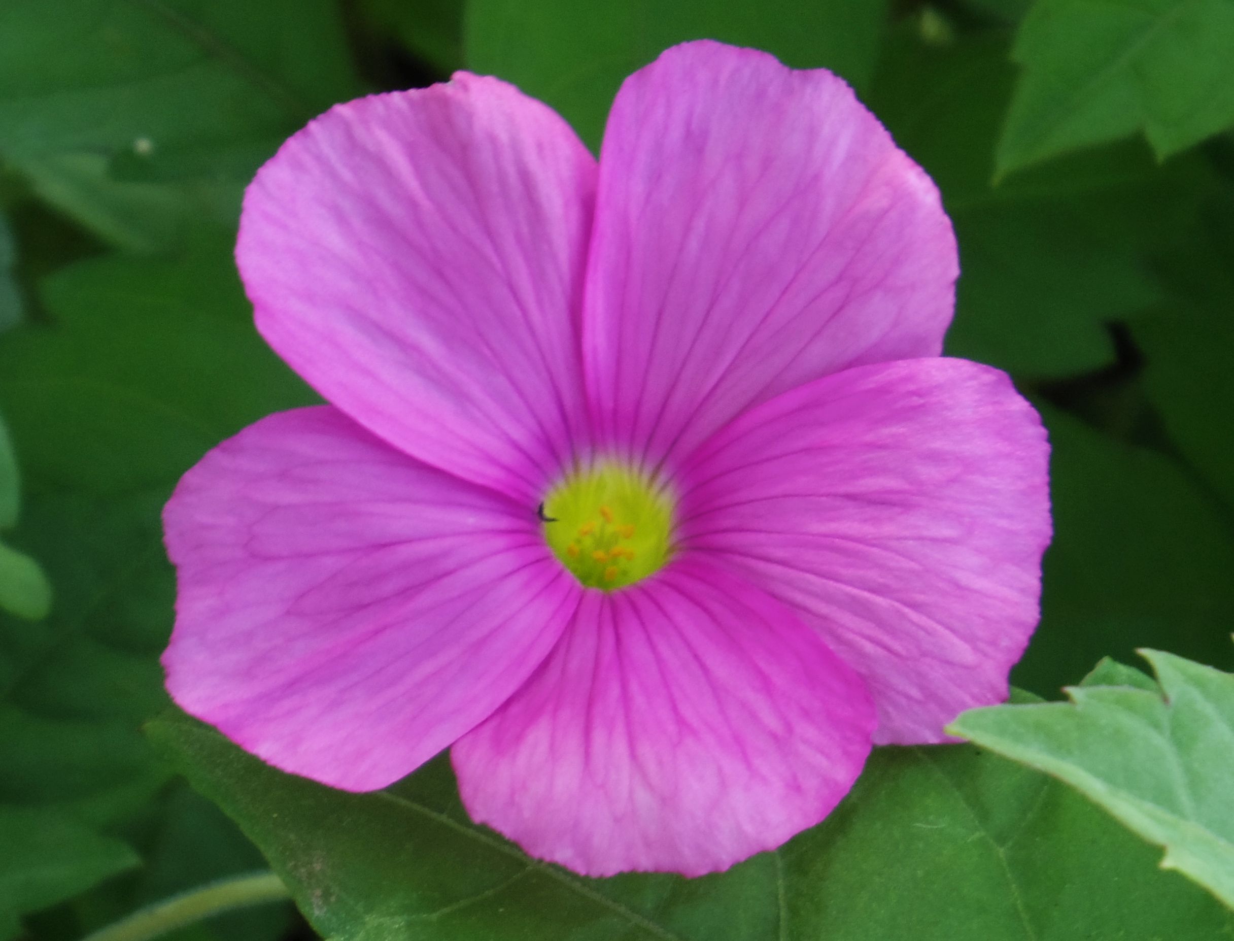 こころんグリーン うちの前の空き地に 大柄のオキザリスの花が咲いています ピンクの大きい花が とても綺麗です この一輪だけ開いています オキザリス ピンク 大きい花 初秋の花 初秋 山野草 野草 園芸 ガーデニング 熊本市南区 熊本