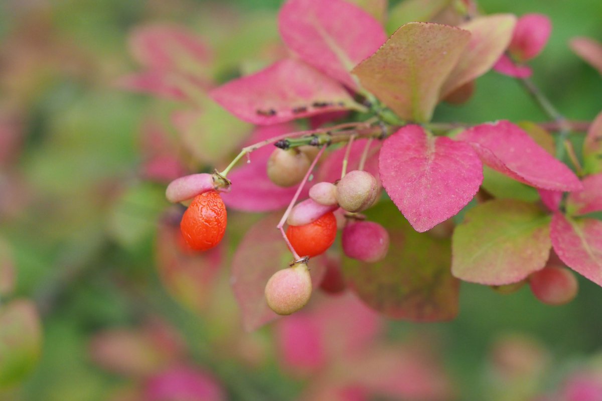 実光院 小真弓 こまゆみ の赤い実と紅葉