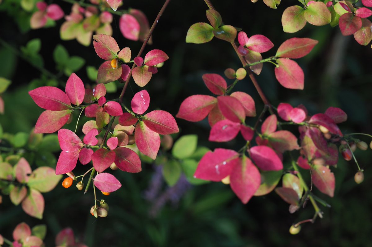 実光院 小真弓 こまゆみ の赤い実と紅葉
