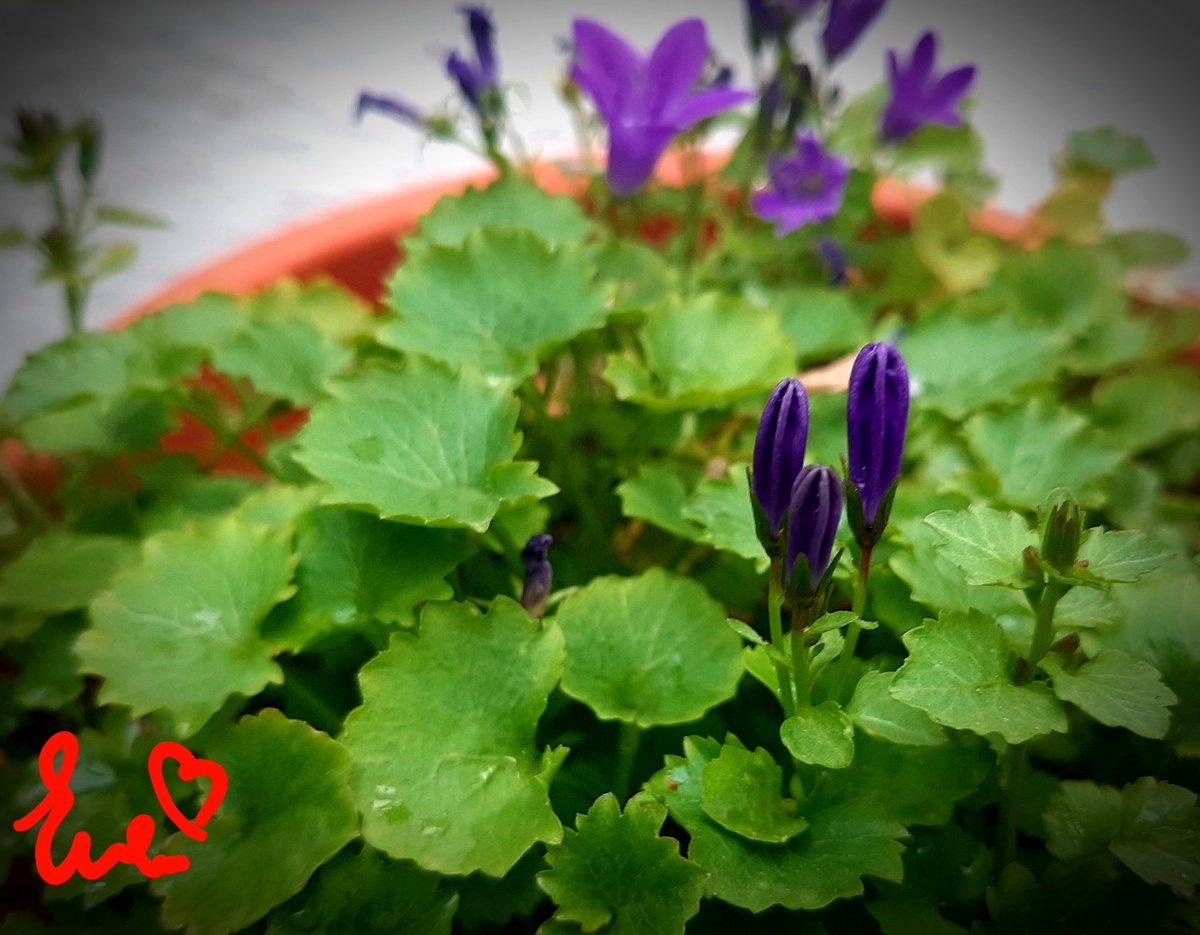 EvaM_Lopez's tweet photo. #AlcaláLaReal #maceta #planta #azulina #ElPatioDeMiCasaEsParticular https://t.co/tGjBDUXvKp