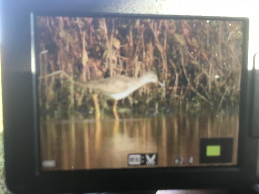 Duncbye's tweet image. Lesser Yellowlegs from Cheesecake hide at Bank Island. BOOM as the young people say! @LDV_NNR @YorkBirding @nybirdnews @PatchBirding #PW2020 @BirdingDad @LoDerwentValley