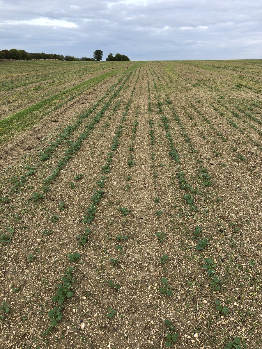 TVoiret's tweet photo. #visite des #essais #colza @DEKALB_FR : levée correcte mais irrégulière due au mauvais contact sol sec/graine, à la paille mal dégradée et a la mauvaise répartition des menues pailles.  Grosse attaque de grosses altises. #ceuxquifontlesessais @Bayer4Crops https://t.co/3SytT45wCa