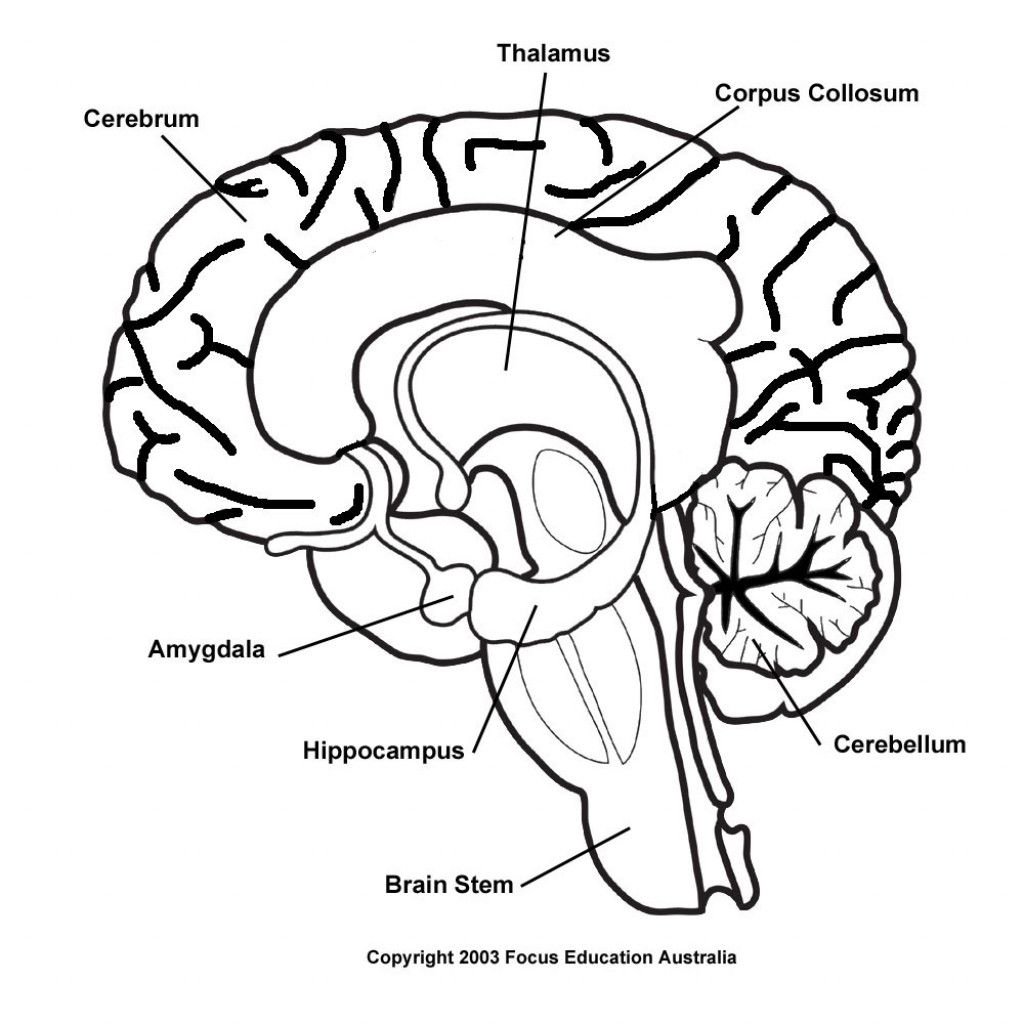 brain coloring page labeled