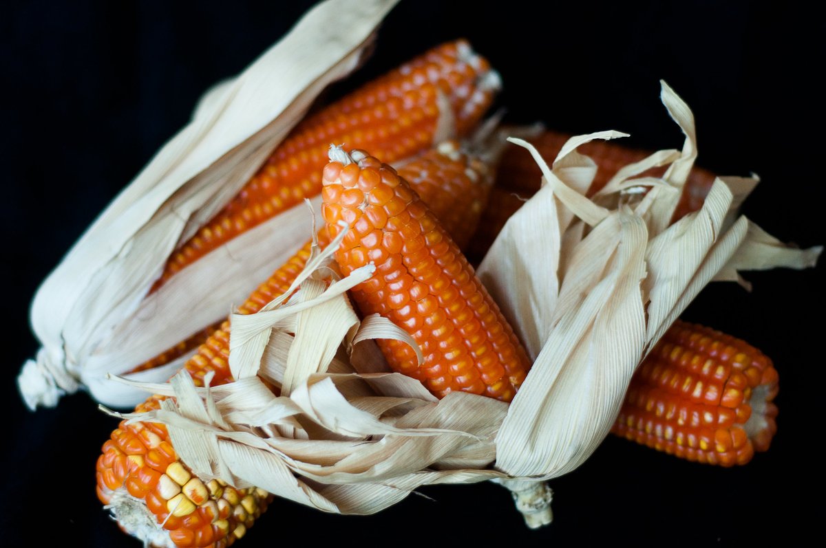 Strong partnerships key to making healthy diets affordable and meeting global #nutrition challenges, says CIMMYT researcher Natalia Palacios <a href="/nprmaize/">Natalia Palacios</a> at #AGRF2020: bit.ly/3jiZjiM 

<a href="/TheAGRF/">AFS Forum</a> <a href="/HarvestPlus/">HarvestPlus</a> <a href="/IITA_CGIAR/">IITA</a> <a href="/RockefellerFDN/">The Rockefeller Foundation</a>