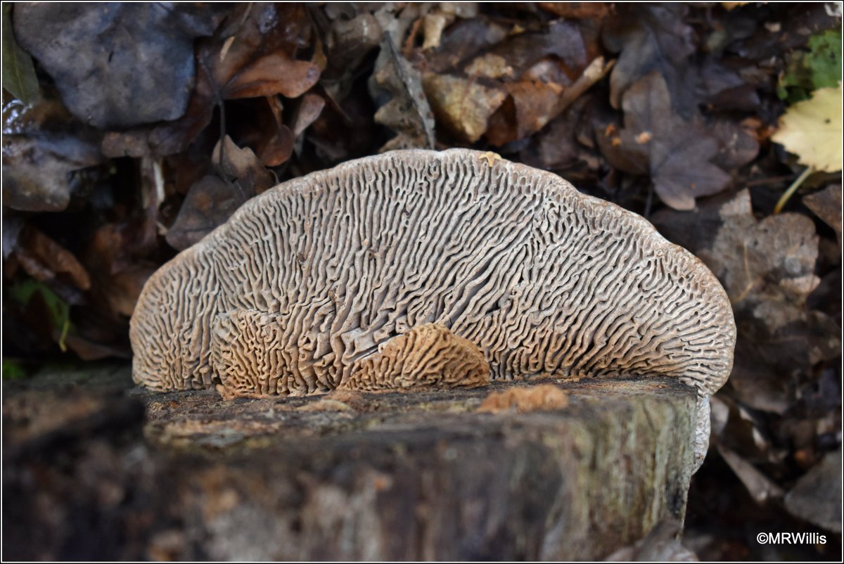 Marksvegplot's tweet image. Daedalea quercina - Oak Mazegill.