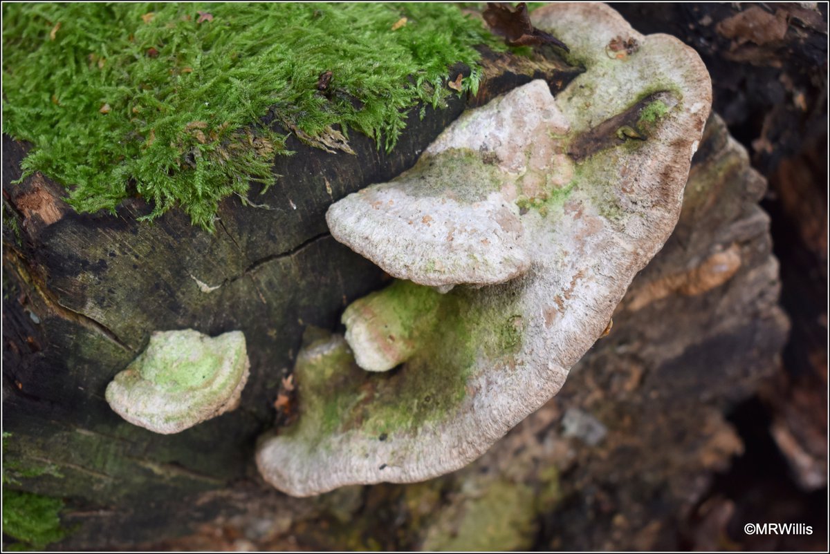 Marksvegplot's tweet image. Daedalea quercina - Oak Mazegill.