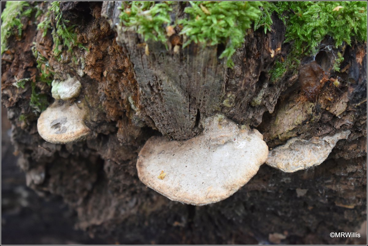 Marksvegplot's tweet image. Daedalea quercina - Oak Mazegill.