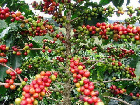 #موكا_اصله_يمني
#اليوم_العالمي_للقهوة
#CoffeeOriginIsYemen
#InternationalCoffeeDay2020