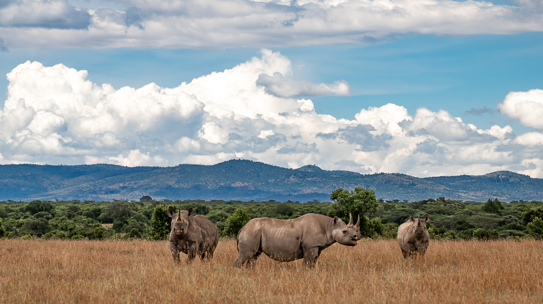 OlPejeta's tweet image. Happy World Animal Month! 
Here on Ol Pejeta we are proud to provide sanctuary to hundreds of animal species, from the largest elephant bull to the smallest weaverbird. It is a time for appreciation and support. We wish you a wonderful month ahead.

#olpejeta #worldanimalmonth