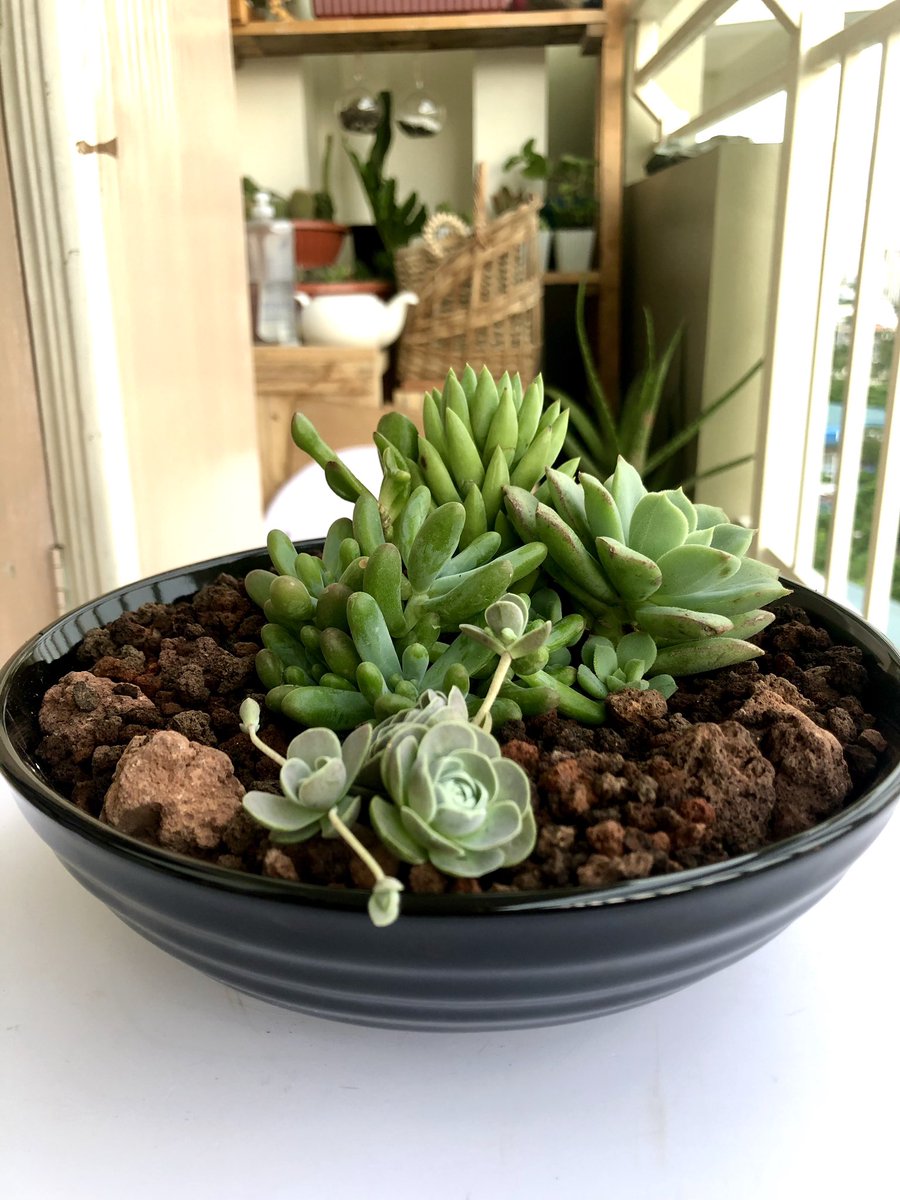 LittleLotph's tweet photo. Hungry for a bowlful 🥣 of these beautiful greens 🍀
#littlelot #dishgarden #succulentarrangements #bishopscap #greenprincesucculent #shrekearssucculent #plantitas #plantitos #plantparent https://t.co/9FQhGzeKyZ