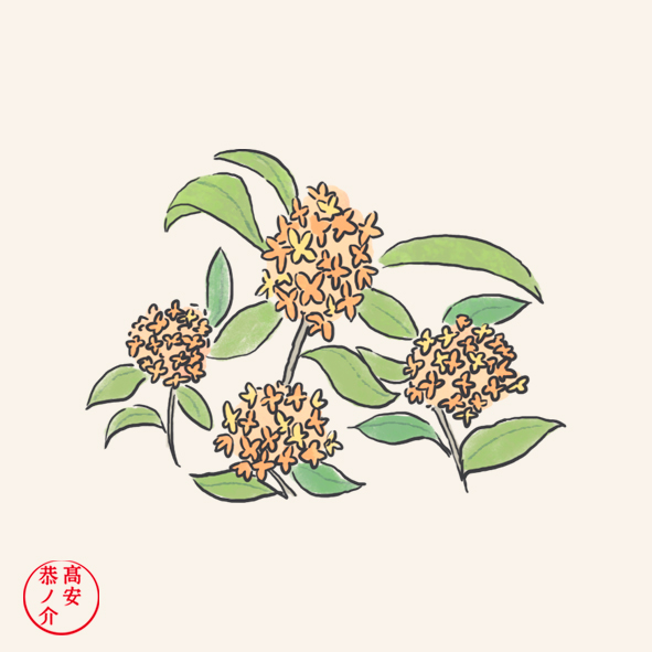 髙安 恭ノ介 イラストレーター 木犀 甘い香りのする秋の花 白い花は銀木犀 橙色の花は金木犀と呼ぶ 木犀はその総称です 春夏秋冬を楽しむ俳句歳時記 より イラスト イラストレーション 歳時記 Illustration 金木犀 金木犀の香り T