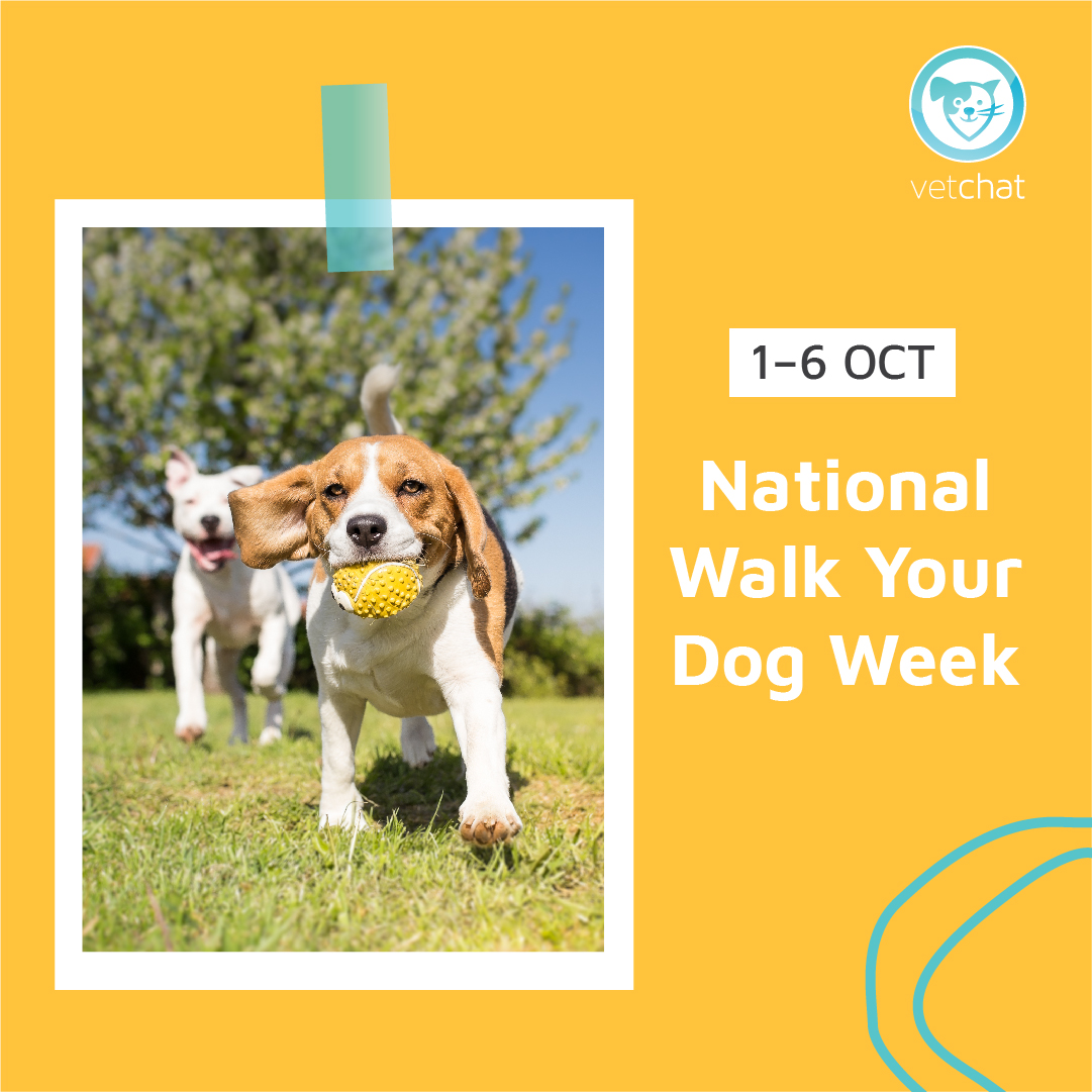 This is the time to reassess your pet's health and give them the exercise that they need. Read these short blogs that questions whether you pet is a little bit too chubby!

blog.vetchat.com.au/is-my-pet-too-…
blog.vetchat.com.au/how-do-i-know-…
blog.vetchat.com.au/how-do-i-know-…
