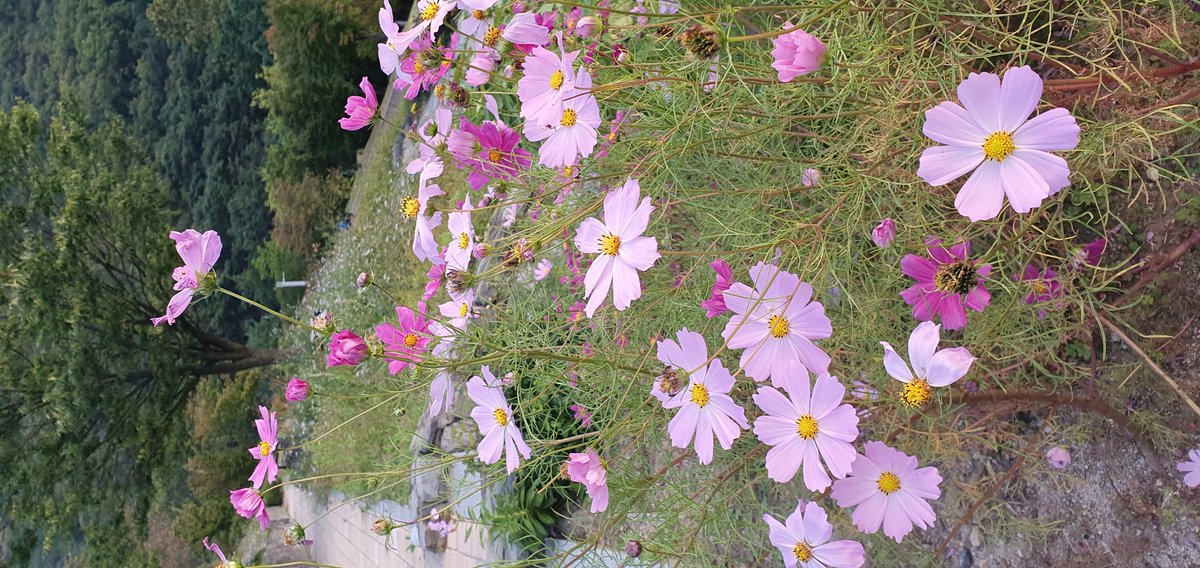 어제가 가을이었는데..
서늘한 바람이 가슴속으로
녹아든다.
일년을 돌아 시월에 다시 서 있다
가을꽃이 왜이리 예쁜지..