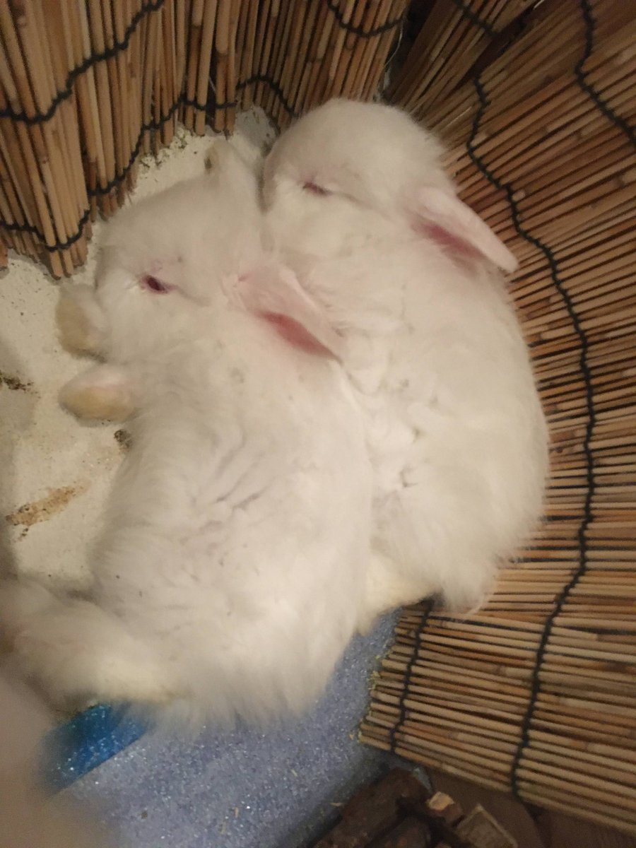 おもち 身を寄せ合って眠る赤ちゃんうさぎさん 生後日 1ヶ月半 お月見だしタイムラインをウサギさんでいっぱいにしよう
