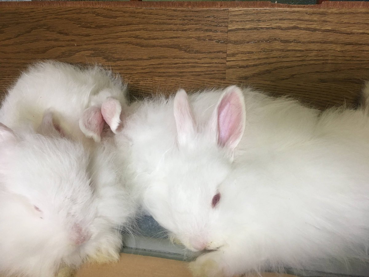 おもち 身を寄せ合って眠る赤ちゃんうさぎさん 生後日 1ヶ月半 お月見だしタイムラインをウサギさんでいっぱいにしよう