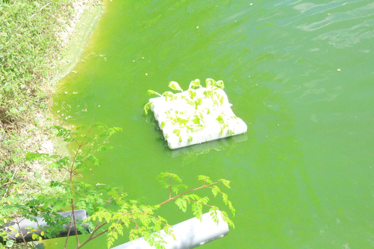 <a href="/TilAqua/">Til-Aqua</a> <a href="/FETA_fisheries/">Fisheries Education and Training Agency (FETA)</a> <a href="/holland_aqua/">Holland Aqua</a> <a href="/sarnissa/">Aquaculture Africa</a> <a href="/NACTE_Tanzania/">NACTE Tanzania</a> <a href="/tafirihq/">TAFIRI</a> <a href="/FAOfish/">Fisheries & Aquaculture</a>