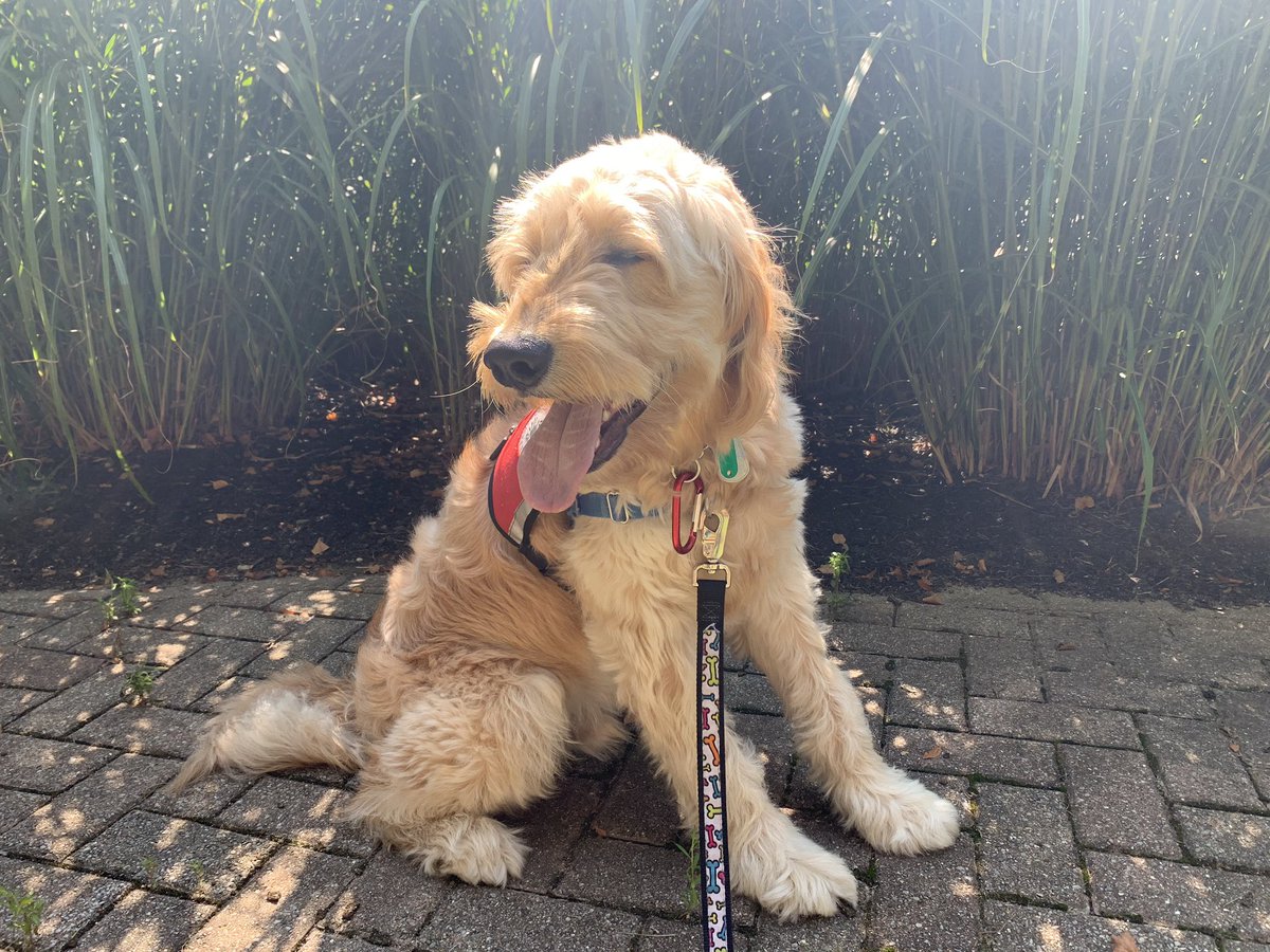 raiderpups's tweet photo. Today I would like to introduce the newest member of our org, Dazs! Dazs is a one year old golden doodle from the Ice Cream litter!🍦 If you see him around, make sure you ask to say hi!💚💛
.
.
#dazs #sdit #servicedogintraining #goldendoodle #icecream https://t.co/JzTIGEThUu