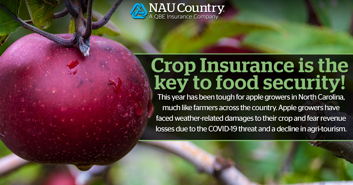 naucountry's tweet photo. North Carolina apple grower says crop insurance is the key to food security. Read more from NCIS at https://t.co/2yANsx7apw #NAUCountry #QBENA #NCIS #NationalCropInsuranceServices #Farmers #Apples https://t.co/XNLt7X4tiK