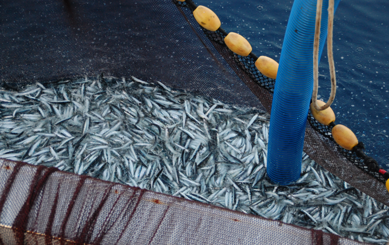 _Prizefish_'s tweet photo. The Omega 3 producer organization piloted an innovative technology in the segment of small blue fish fishing "pumps for catching small blue fish", providing knowledge and practice of responsible fishing and conservation of natural resources of the Adriatic. https://t.co/2JwGDAaOHu